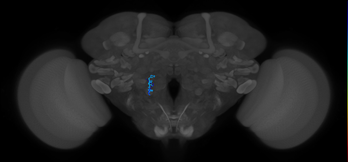 TRN_VP1m_L (MaleCNS:406728)