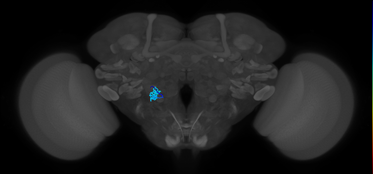 neuron of aristal sensillum