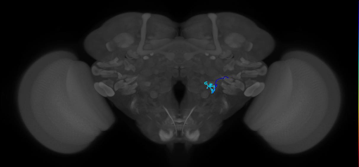 non-aristal sensory neuron VP3