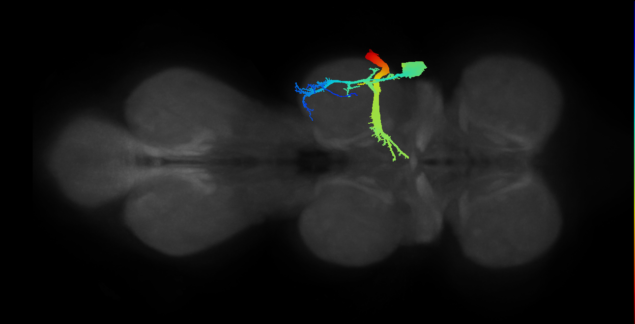 mesothoracic extracoxal trochanter depressor muscle motor neuron