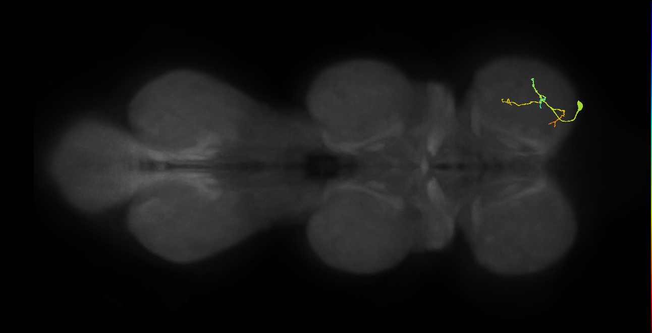 prothoracic tarsal depressor muscle motor neuron