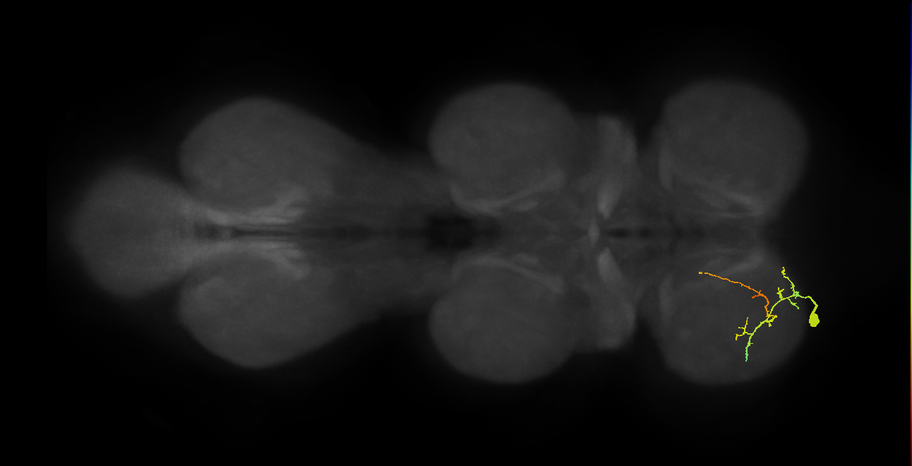 prothoracic tarsal depressor muscle motor neuron