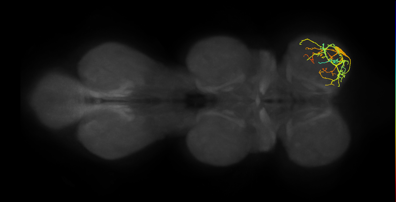 Ta levator MN_R (MaleCNS:820110)