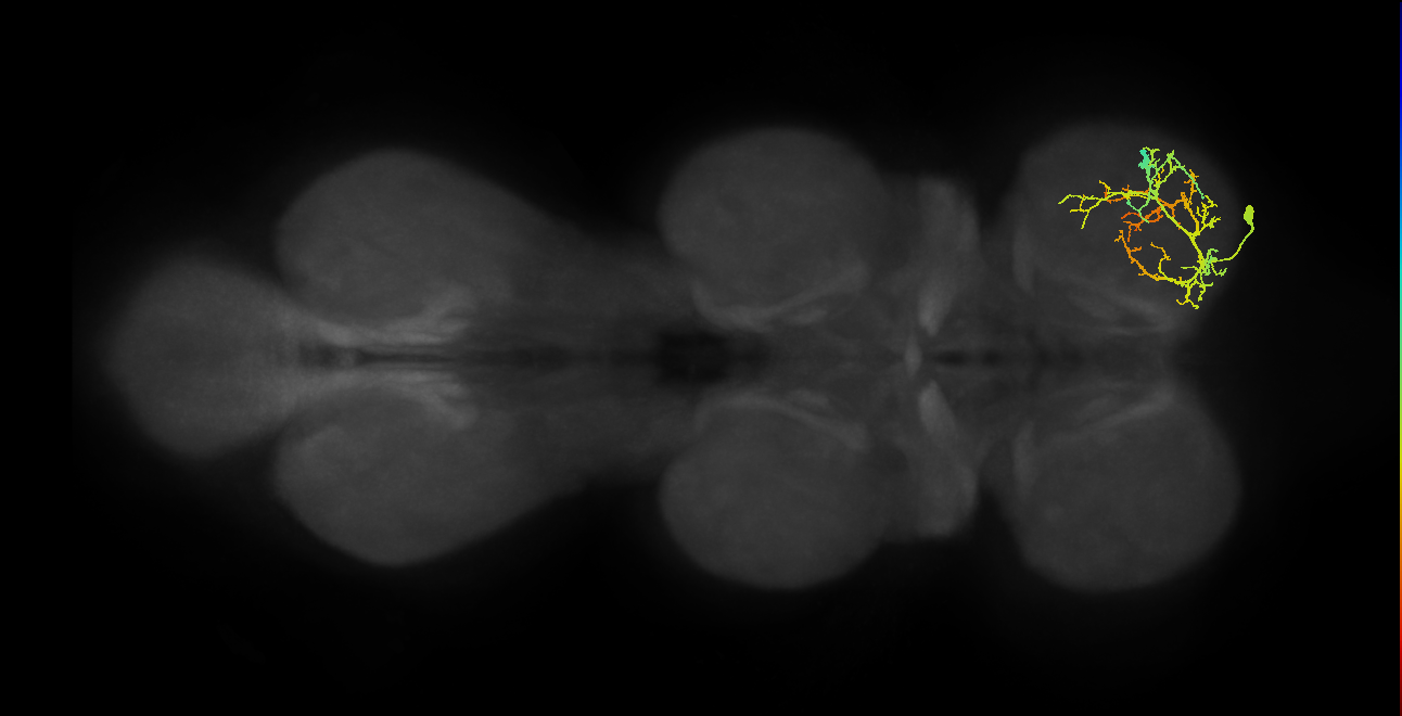 tarsal levator muscle motor neuron