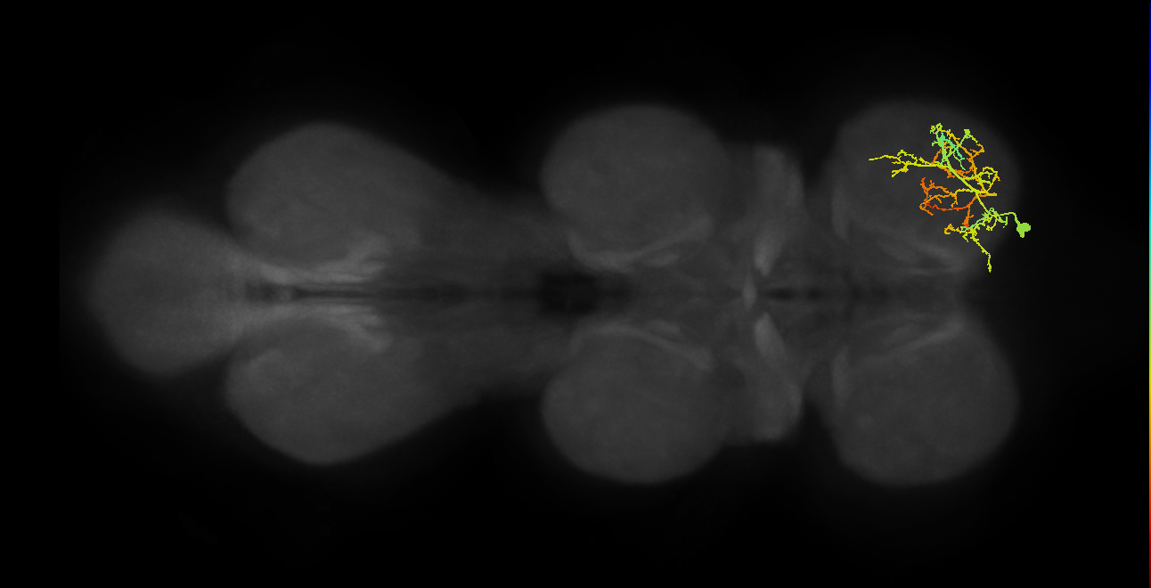 tarsal levator muscle motor neuron