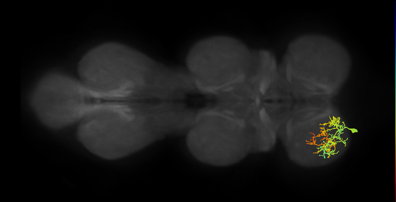 tarsal levator muscle motor neuron
