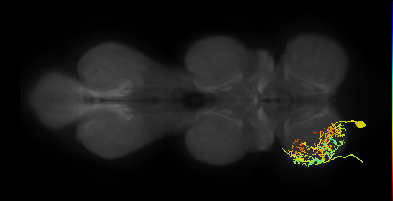 Tergopleural/Pleural promotor MN_L (MaleCNS:807281)