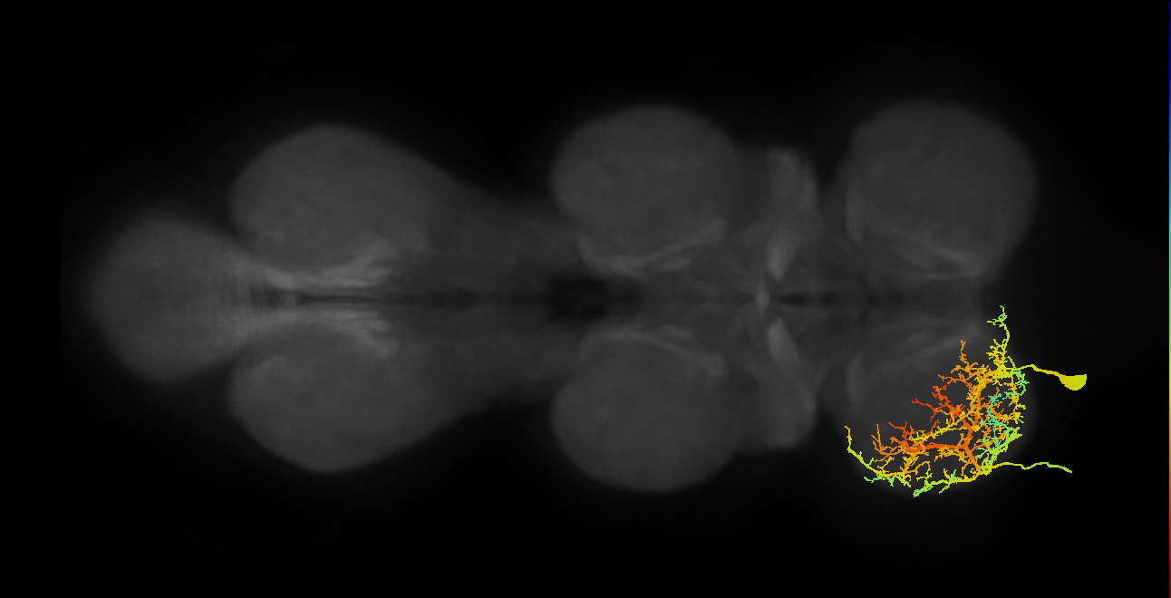 Tergopleural/Pleural promotor MN_L (MaleCNS:934091)