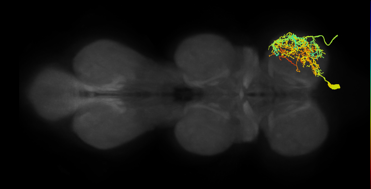Tergopleural/Pleural promotor MN_R (MaleCNS:805745)