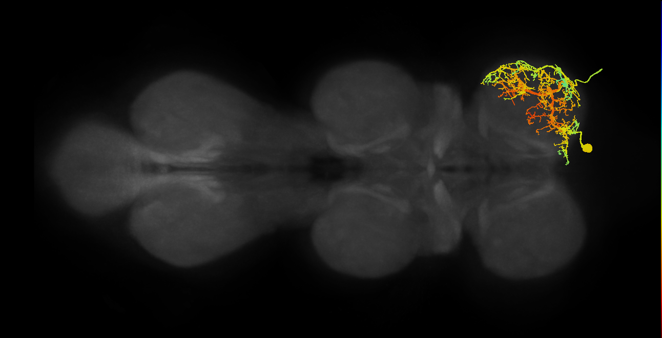 Tergopleural/Pleural promotor MN_R (MaleCNS:810535)