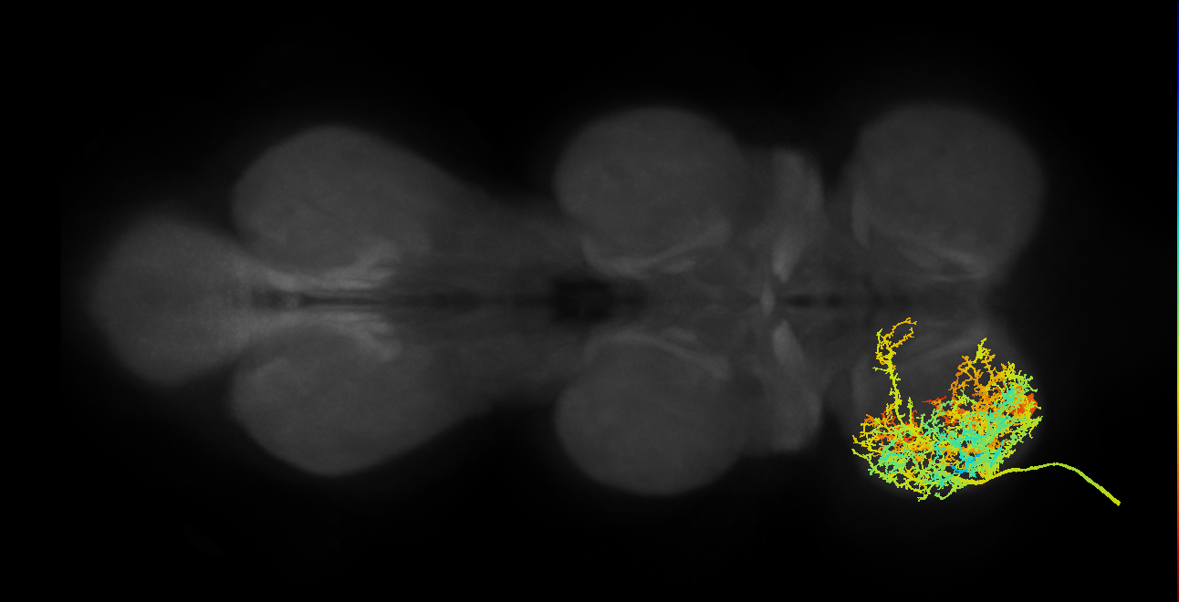 Tergopleural/Pleural promotor MN_L (MaleCNS:801173)