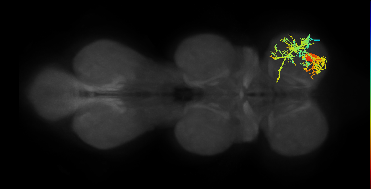 metathoracic extracoxal trochanter depressor muscle motor neuron