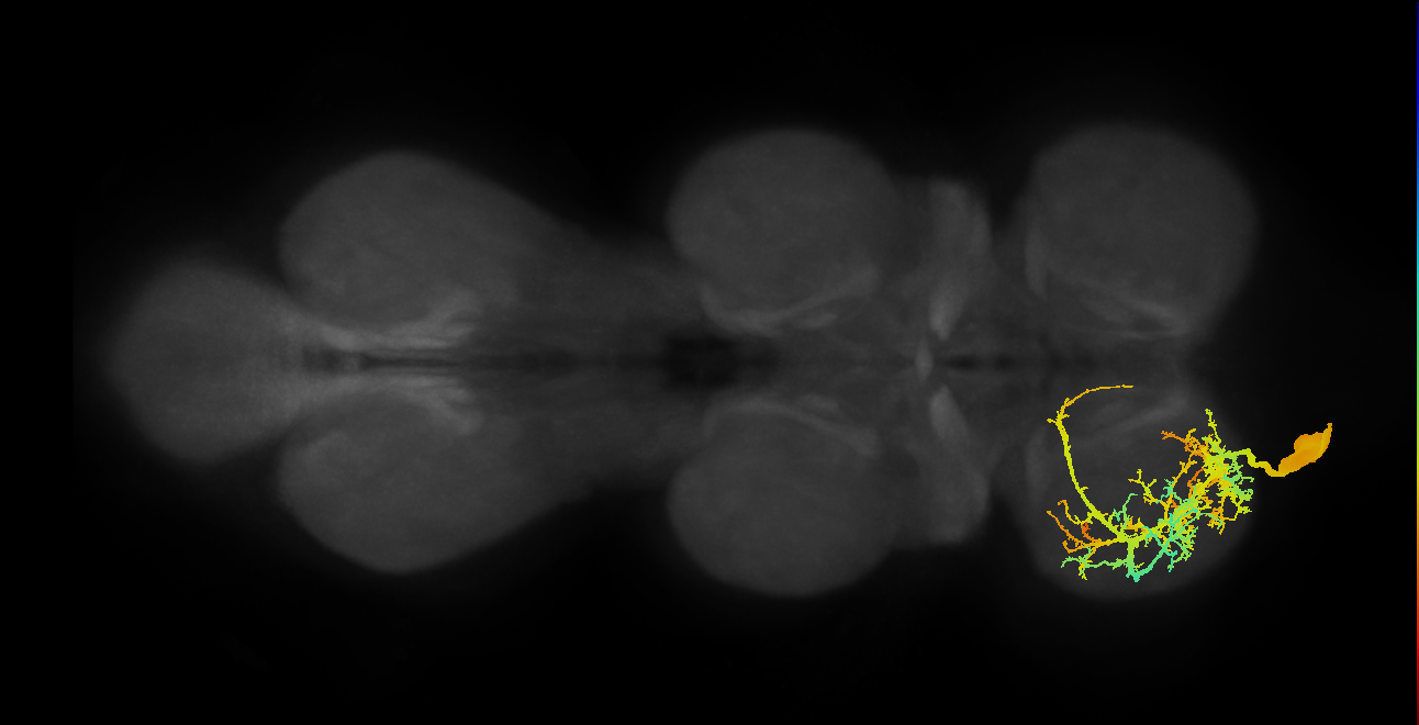 Ti extensor MN_L (MaleCNS:800636)