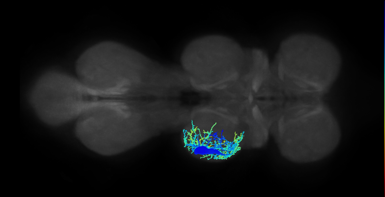 Ti extensor MN_L (MaleCNS:801234)