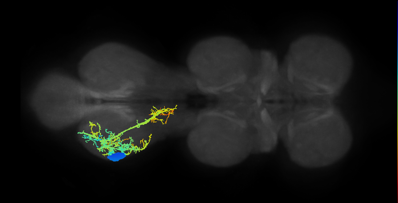 prothoracic tibial levator muscle motor neuron