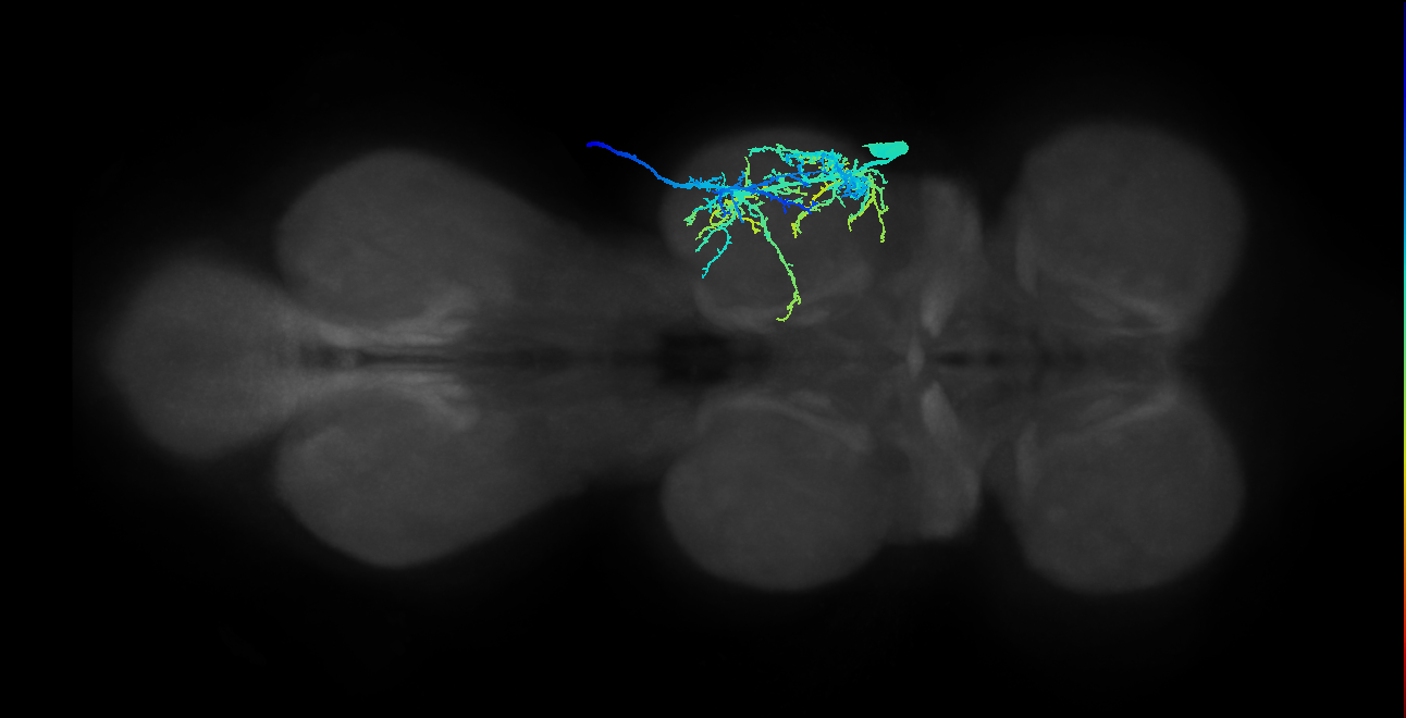 tibial levator muscle motor neuron