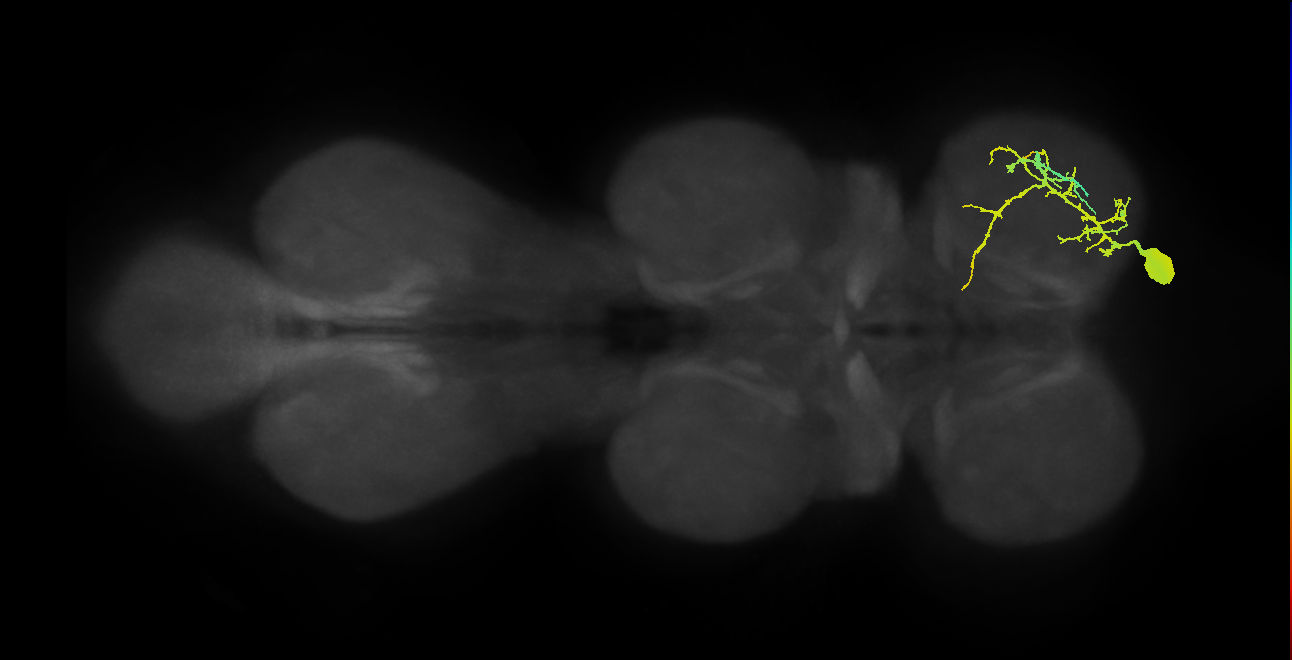 Ti flexor MN_R (MaleCNS:821635)