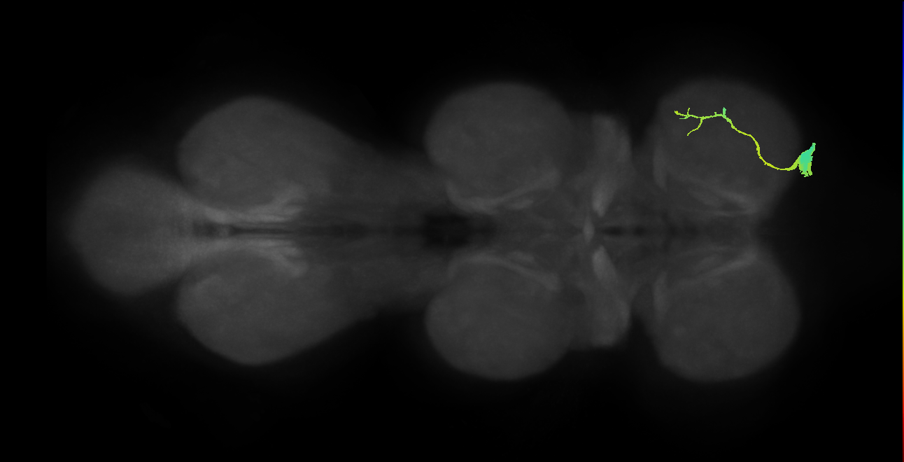 Ti flexor MN_R (MaleCNS:1050031705)