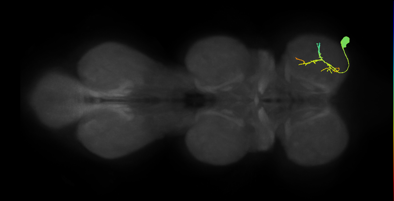 Ti flexor MN_R (MaleCNS:1050189039)