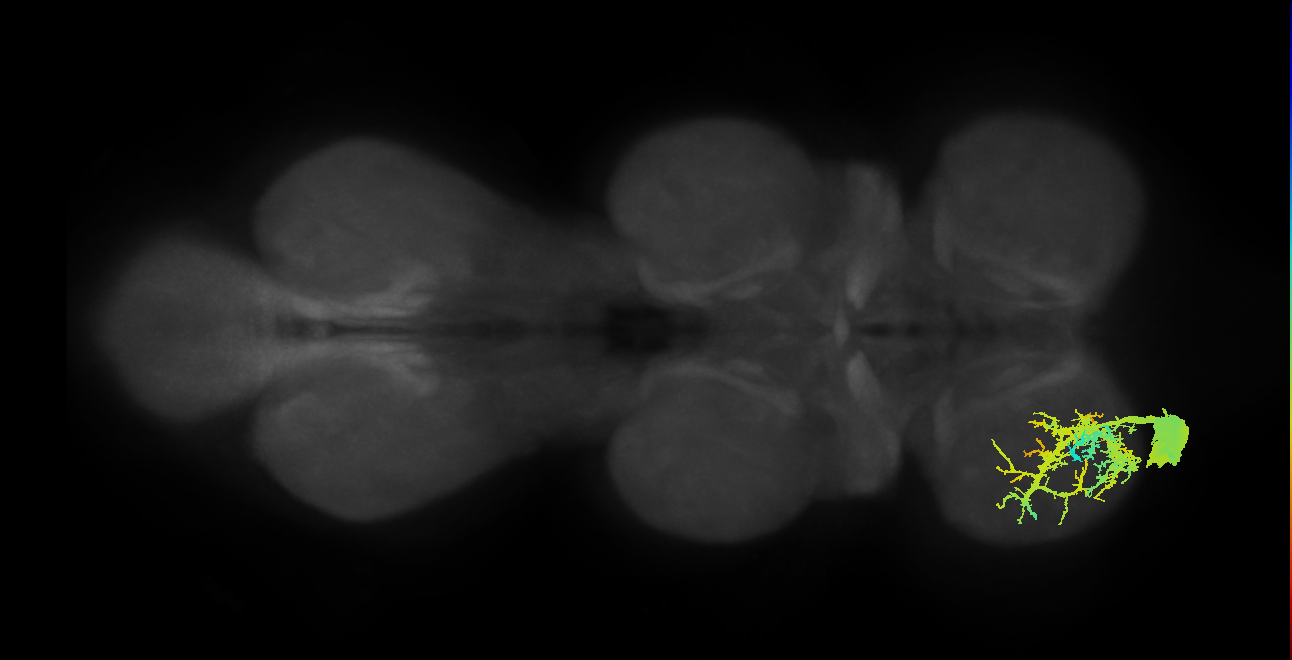 Ti flexor MN_L (MaleCNS:807165)