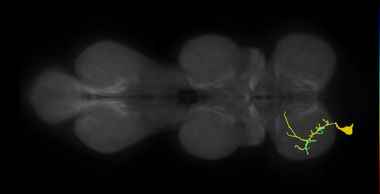 Ti flexor MN_L (MaleCNS:909831)