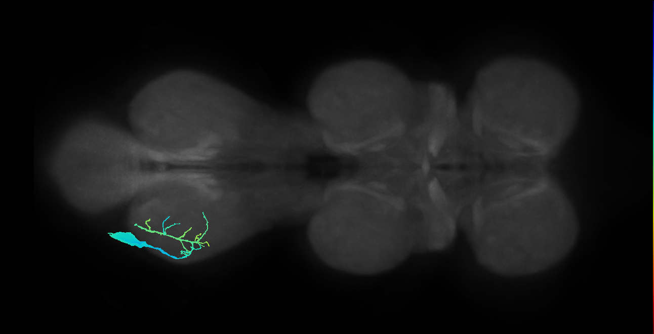 Ti flexor MN_L (MaleCNS:908762)