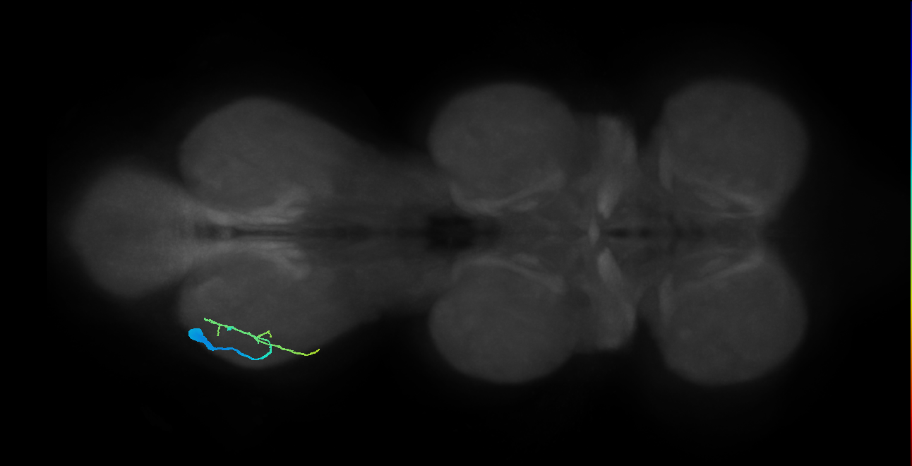 tibial depressor motor neuron
