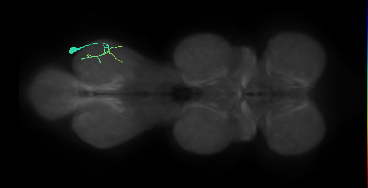 prothoracic tibial depressor motor neuron