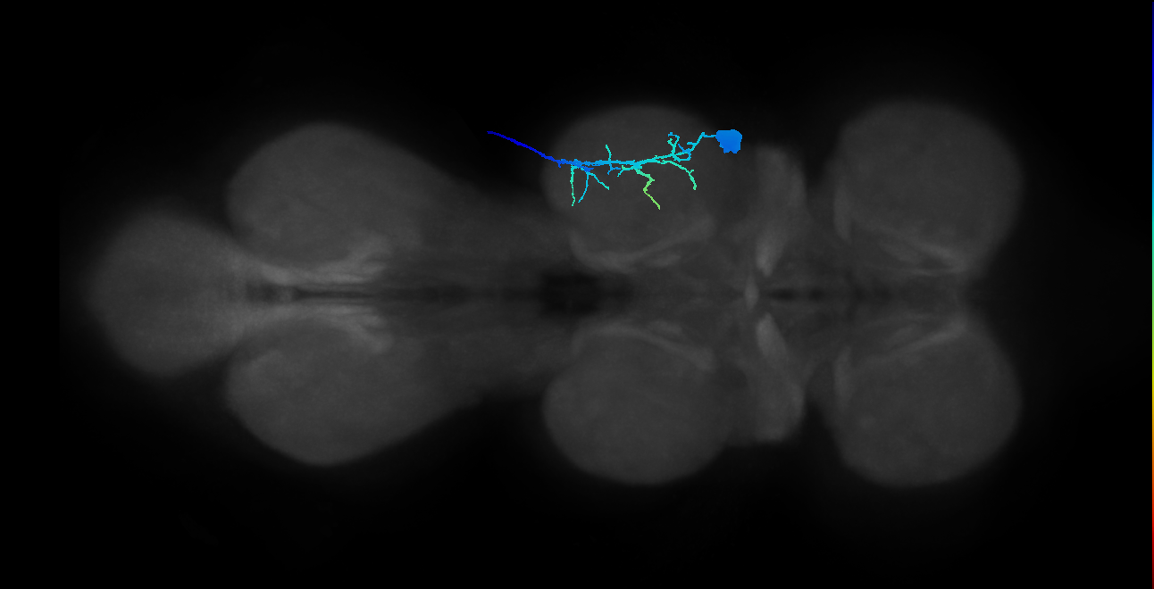 Ti flexor MN_R (MaleCNS:903363)