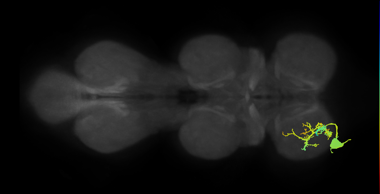 Ti flexor MN_L (MaleCNS:809912)