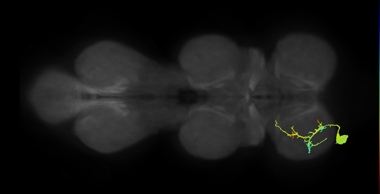Ti flexor MN_L (MaleCNS:818057)