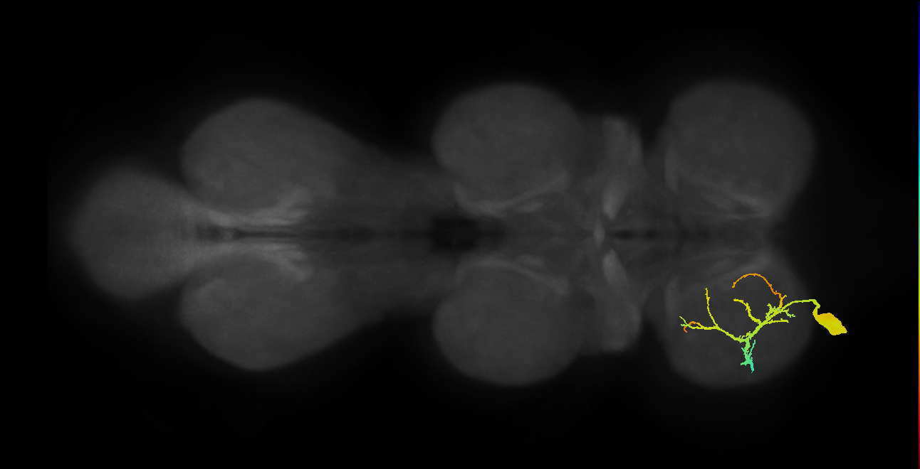 Ti flexor MN_L (MaleCNS:819384)