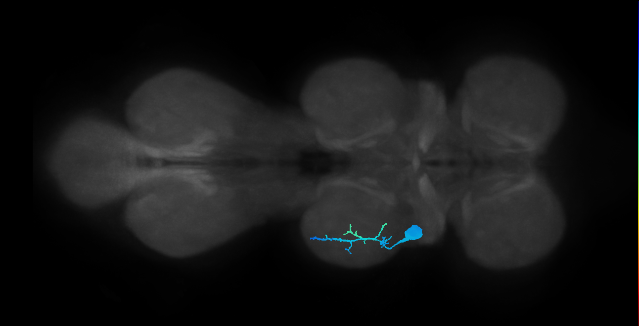 Ti flexor MN_L (MaleCNS:823739)