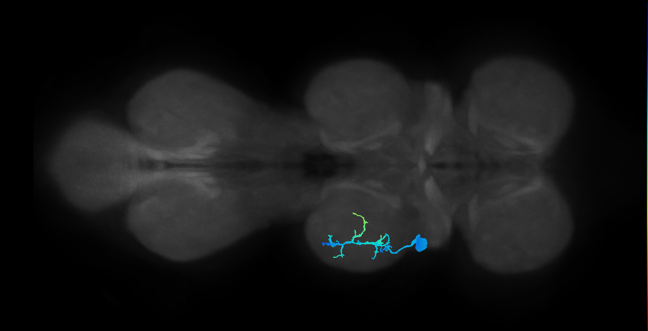 metathoracic tibial depressor motor neuron
