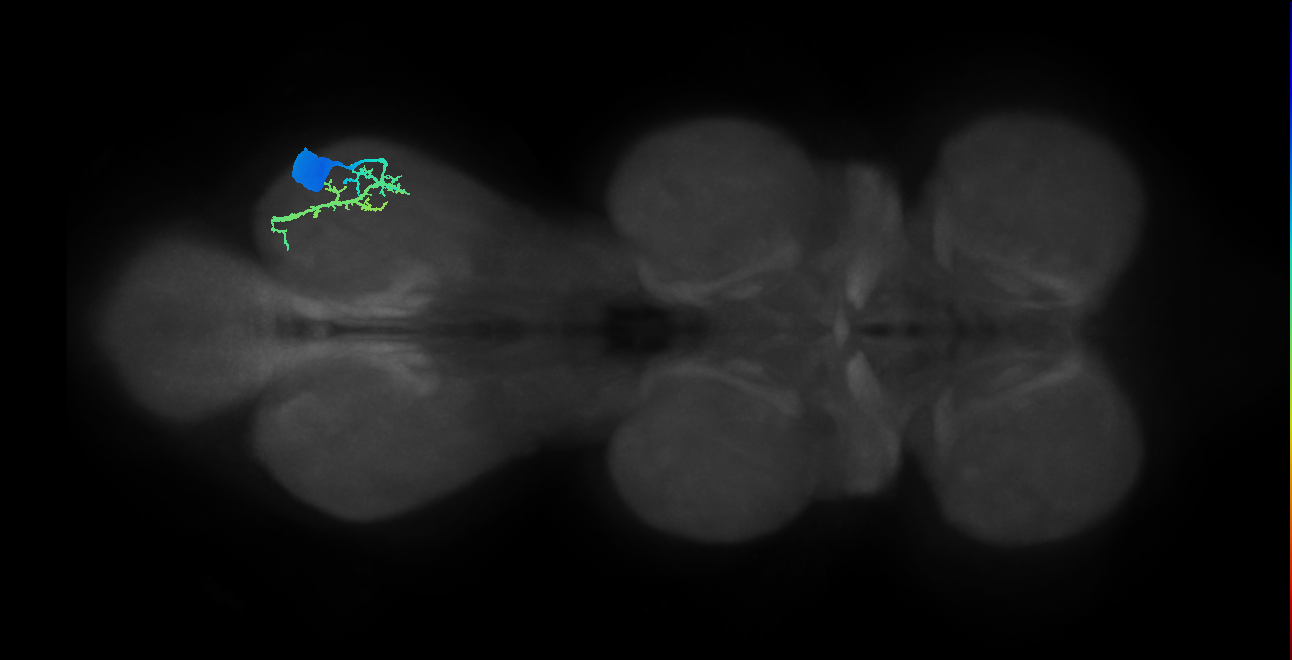 Ti flexor MN_R (MaleCNS:910178)