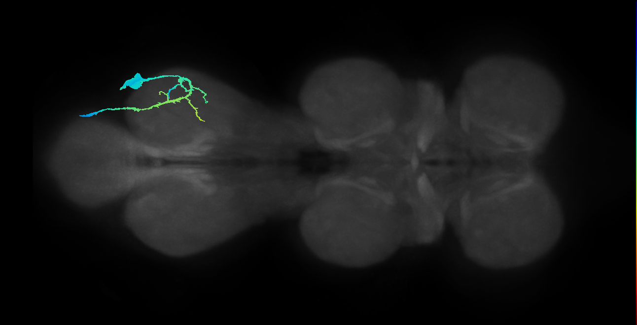 NB2-3 lineage neuron
