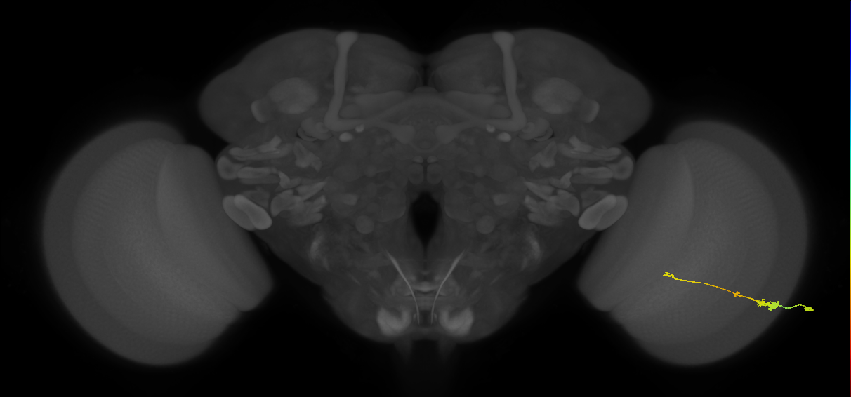 Tm2_R (MaleCNS:45057)