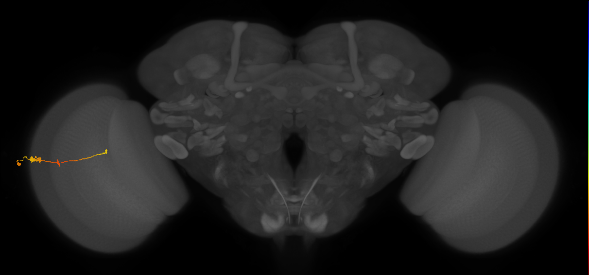 Tm2_L (MaleCNS:60251)