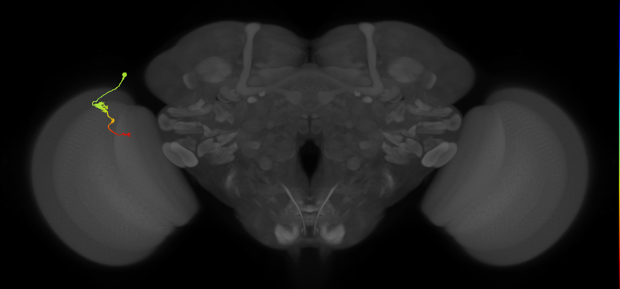 Tm2_L (MaleCNS:63348)