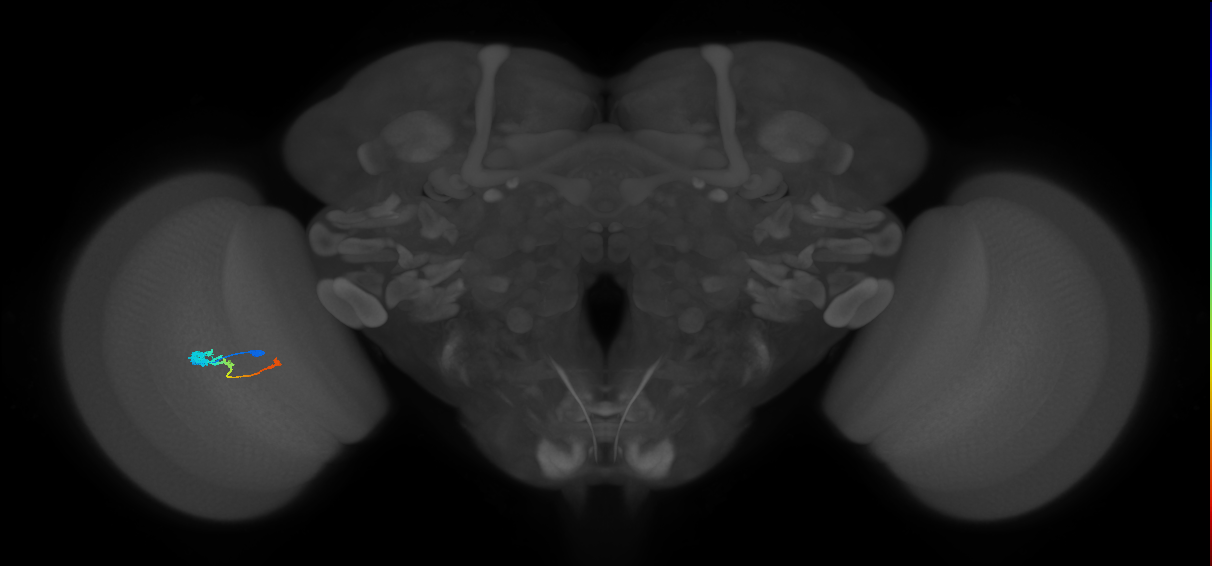Tm2_L (MaleCNS:142573)