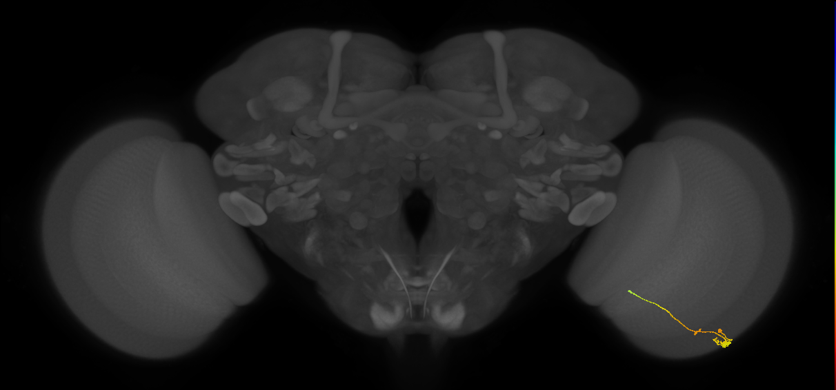 Tm2_R (MaleCNS:105778)