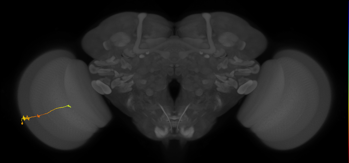 Tm2_L (MaleCNS:517651)
