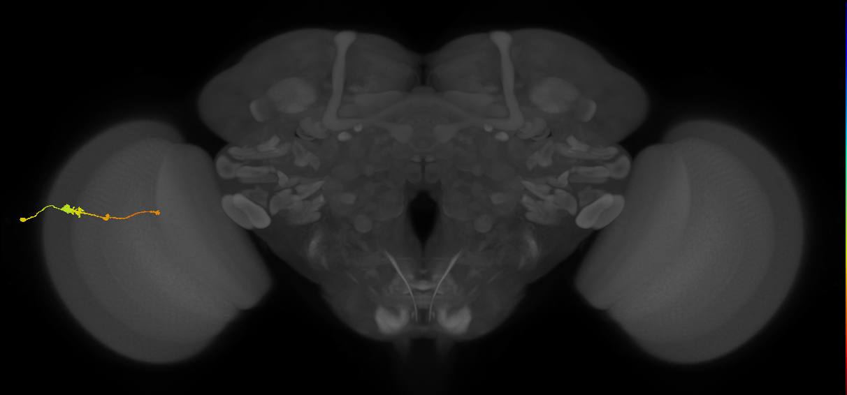 Tm2_L (MaleCNS:23279)