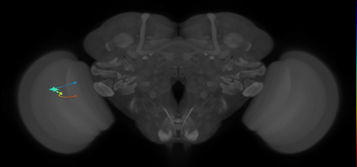 Tm2_L (MaleCNS:520497)