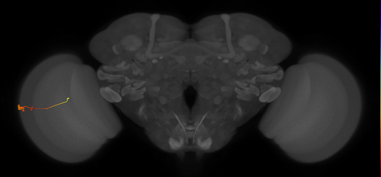 Tm2_L (MaleCNS:525906)