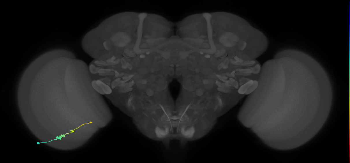 Tm2_L (MaleCNS:519830)