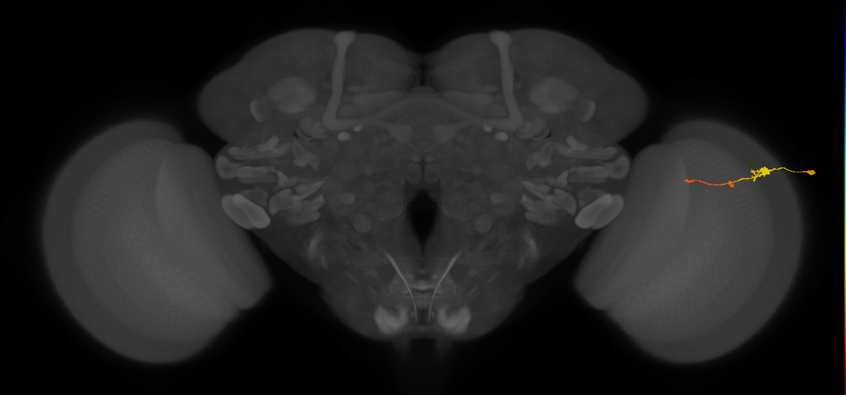 Tm2_R (MaleCNS:60178)