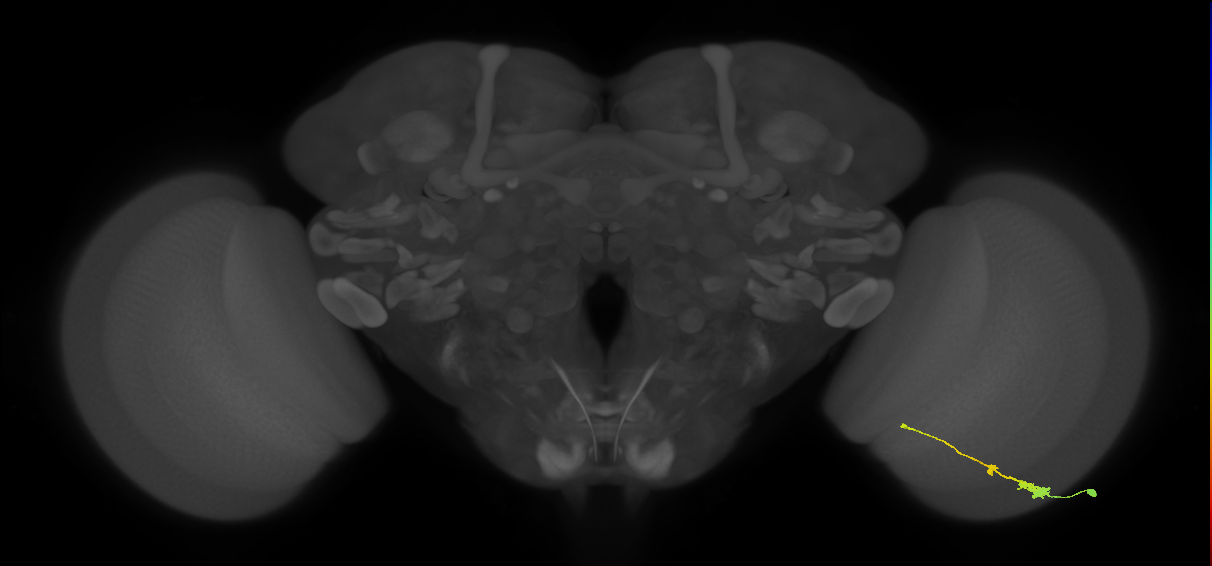 Tm2_R (MaleCNS:47643)