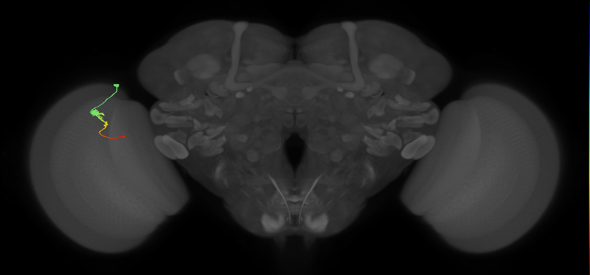 Tm2_L (MaleCNS:543979)