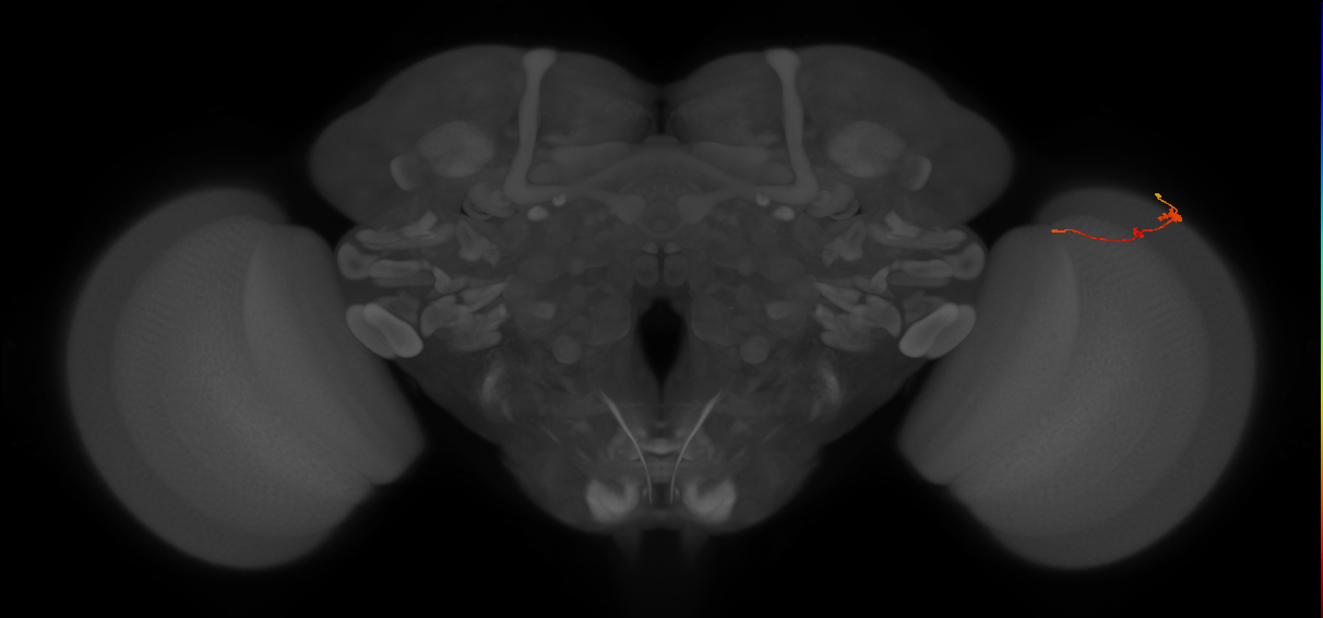 Tm2_R (MaleCNS:101695)